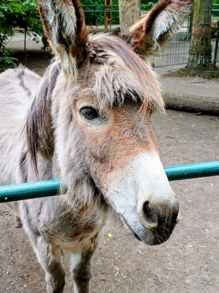 Bild von Esel